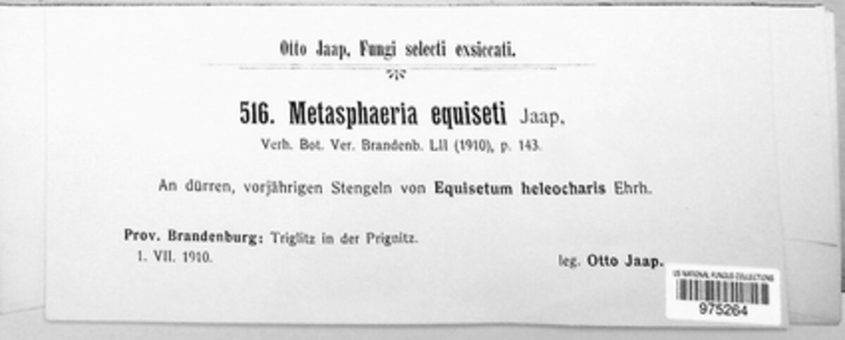 Metasphaeria equiseti image